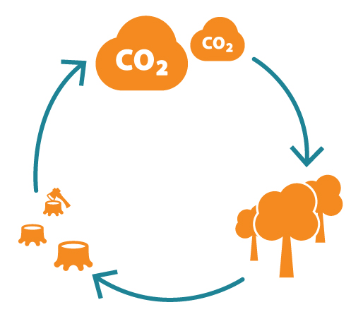 illustration of how trees play an active role in the carbon cycle